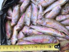 Барабулька! 🐠🔥🔥🔥