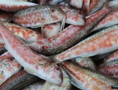 Барабулька! 🐠🔥🔥🔥