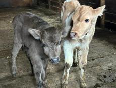 Бычки , каждому по 10 дней