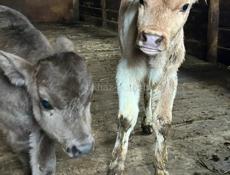 Бычки , каждому по 10 дней