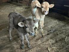 Бычки , каждому по 10 дней