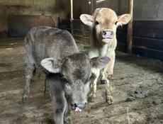 Бычки , каждому по 10 дней