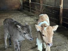 Бычки , каждому по 10 дней