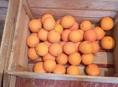Продам апельсины срочно 