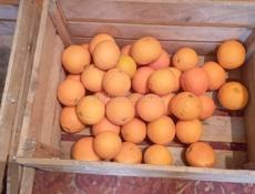 Продам апельсины срочно 