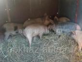 Продаются поросята! 