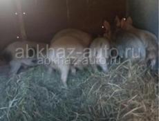 Продаются поросята! 