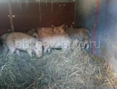 Продаются поросята! 