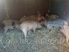 Продаются поросята! 