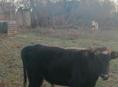 Прадаю бычка