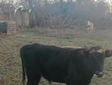 Прадаю бычка