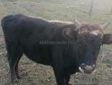 Прадаю бычка