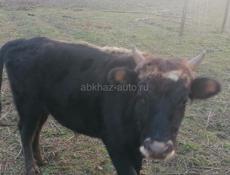 Прадаю бычка