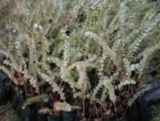 Саженци  эвкалипта 