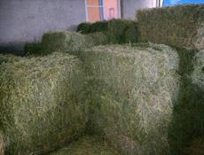 Сено люцерна и равноправие