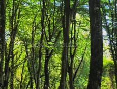 Улица Черкесская 