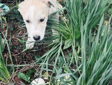 Щенки , 3 месяца 