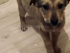 Щенки , 3 месяца 