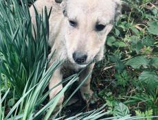 Щенки , 3 месяца 