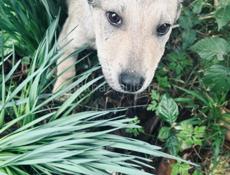 Щенки , 3 месяца 