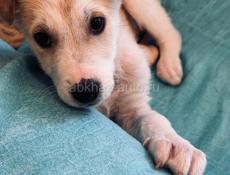 Щенки , 3 месяца 