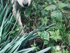 Щенки , 3 месяца 