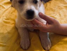 Щенки , 3 месяца 