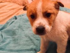 Щенки , 2 месяца . 