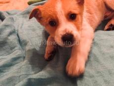 Щенки , 2 месяца . 