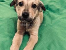 Щенки , 3 месяца 
