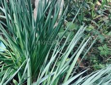 Щенки , 3 месяца 