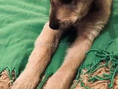 Щенки , 3 месяца 