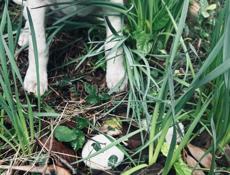 Щенки , 3 месяца 