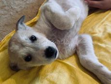 Щенки , 3 месяца 