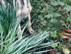 Щенки , 3 месяца 