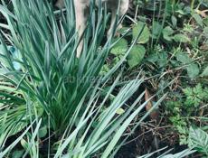 Щенки , 3 месяца 