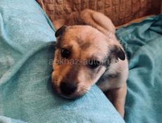 Щенки , 3 месяца 