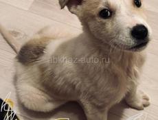 Щенки , 3 месяца 