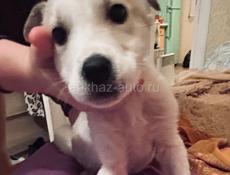 Щенки , 3 месяца 