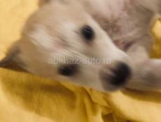 Щенки , 2 месяца . 