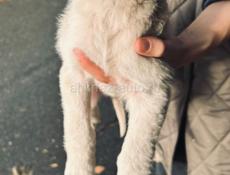 Щенки , 2 месяца . 