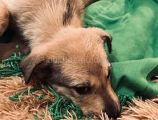 Щенки , 3 месяца 