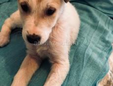 Щенки , 3 месяца 