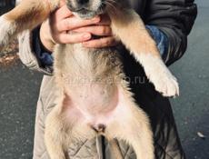 Щенки , 2 месяца . 