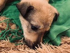 Щенки , 3 месяца 