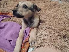 Щенки , 3 месяца 