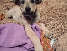 Щенки , 3 месяца 