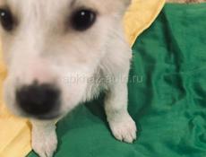 Щенки , 2 месяца . 