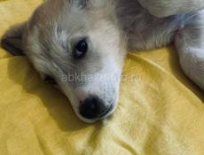 Щенки , 3 месяца 