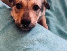 Щенки , 3 месяца 